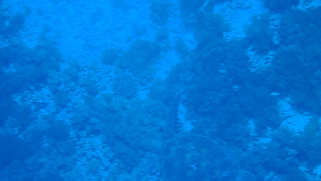 Hawksbill Sea Turtle (Eretmochelys imbricata) - recorded at It's A Small World