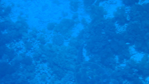 Hawksbill Sea Turtle (Eretmochelys imbricata)