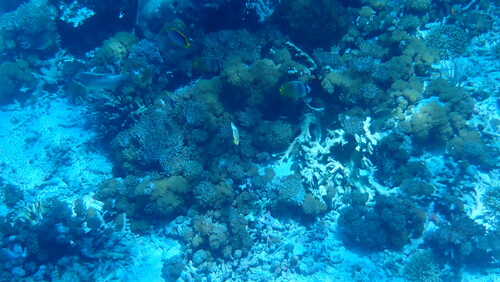 Blackback Butterflyfish (Chaetodon melannotus)