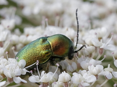 Cryptocephalus aureolus