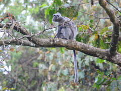 Trachypithecus cristatus