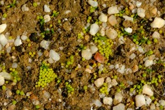Crassula aphylla