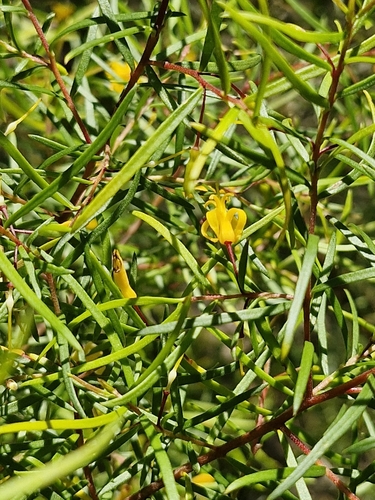 Image of Persoonia nutans by (c) ronavery, some rights reserved (CC BY)