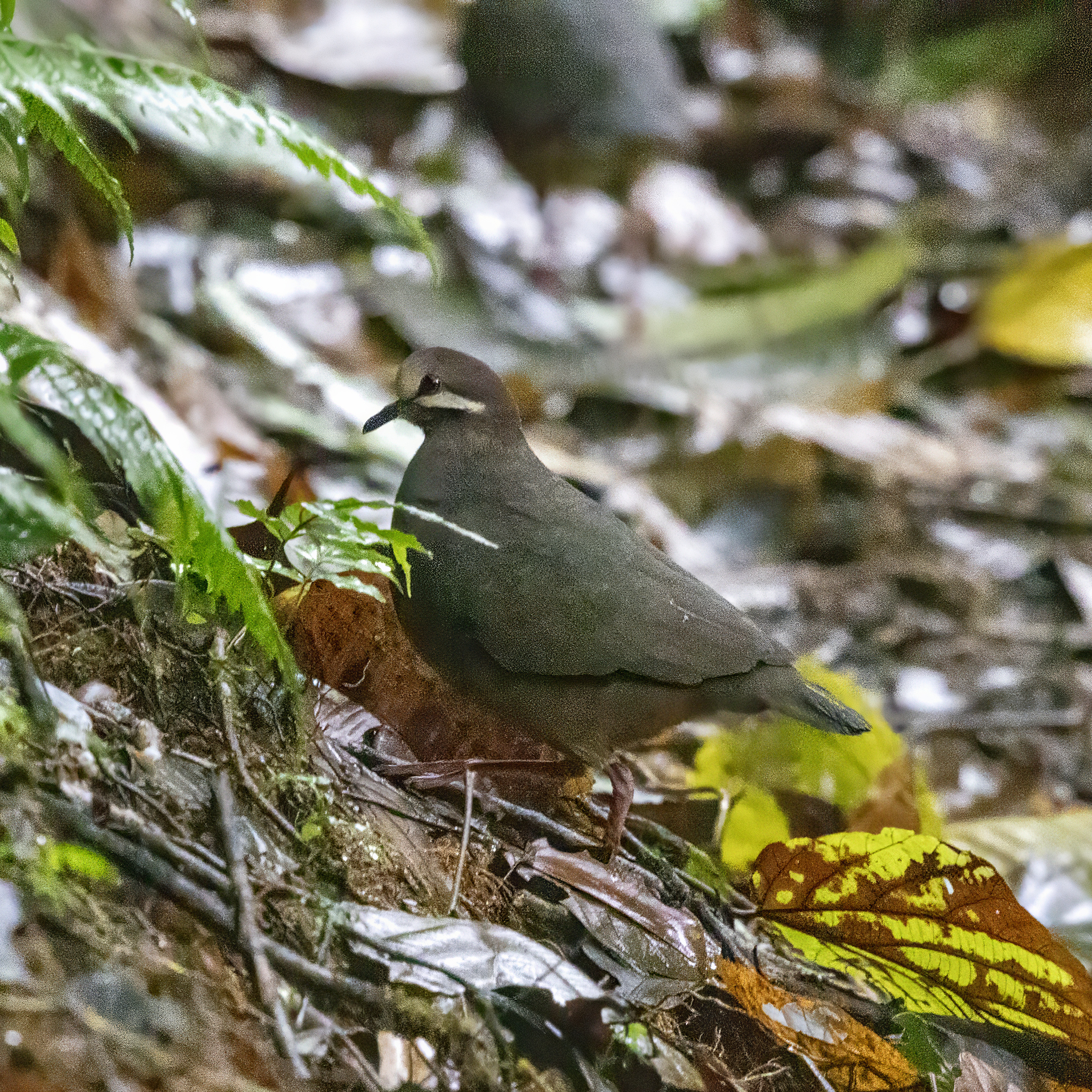 Olive-backed Quail-Dove (Leptotrygon veraguensis), photo 4