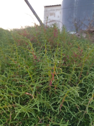 Image of Salicornia ambigua by (c) Mateo Peña, some rights reserved (CC BY)