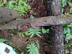 Craspedocephalus malabaricus