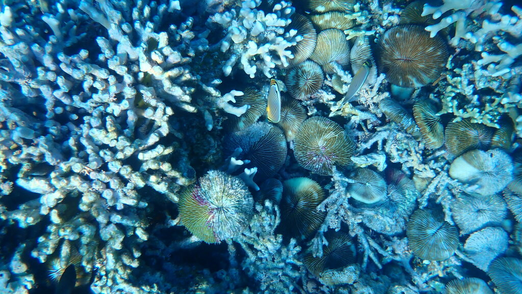Redfin Butterflyfish (Chaetodon lunulatus) - recorded at The Channel