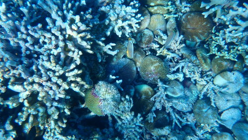 Redfin Butterflyfish (Chaetodon lunulatus)