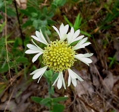 Gaillardia aestivalis winkleri
