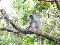 Trachypithecus cristatus