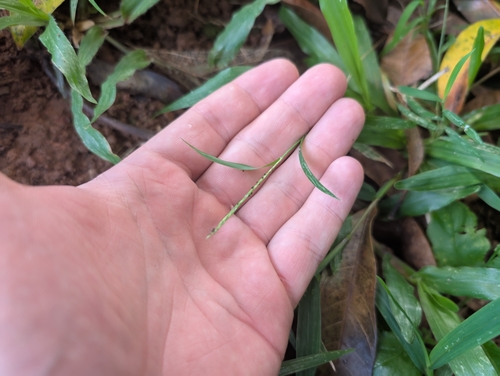 Image of Henry's Crabgrass (Digitaria henryi) by (c) Damien Wallace, some rights reserved (CC BY)