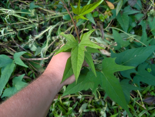 Ipomoea batatas observed 2024-12-20