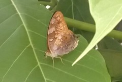 Vagrans sinha