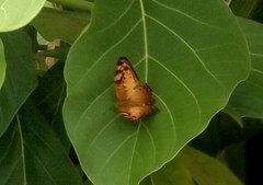 Vagrans sinha
