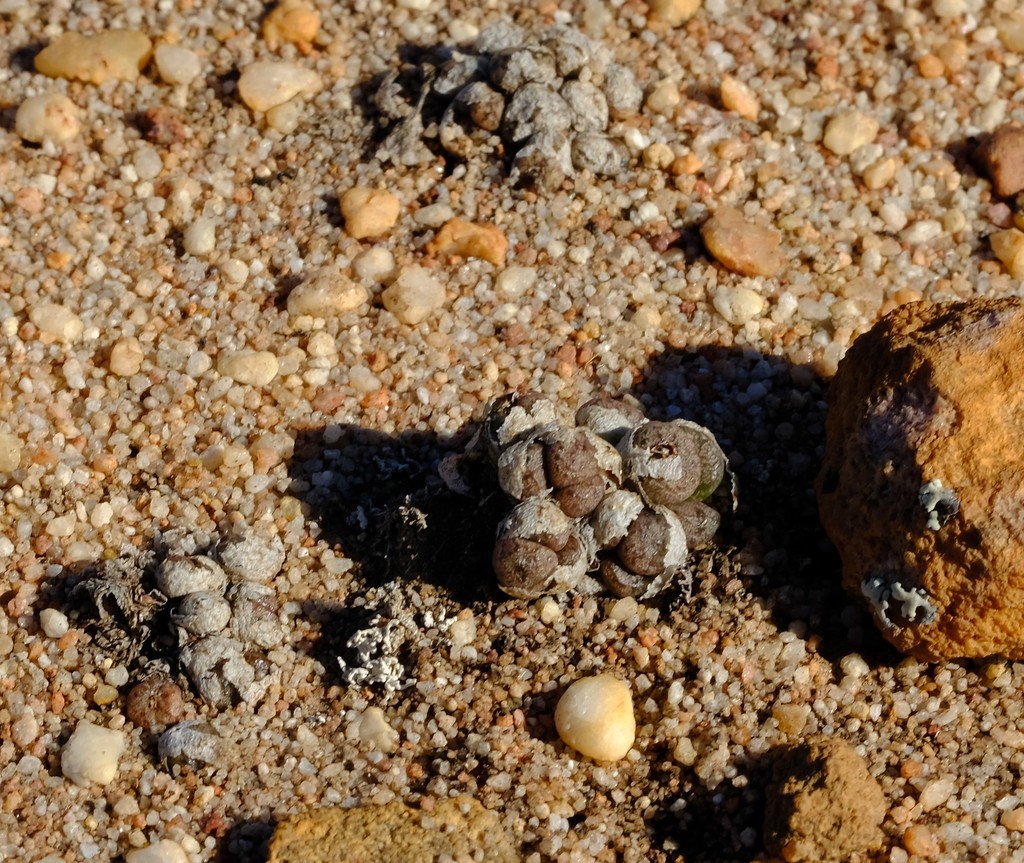 Conophytum minusculum