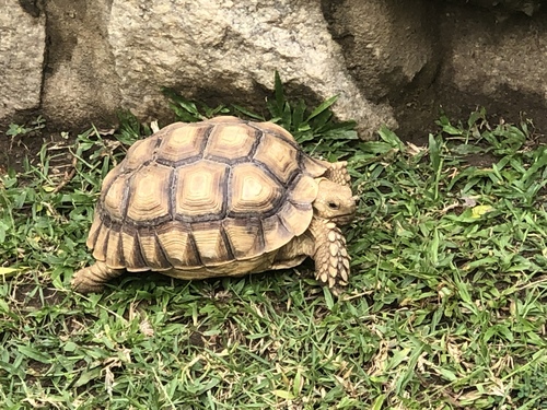African Spurred Tortoise