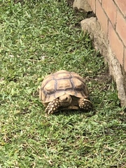 Centrochelys sulcata