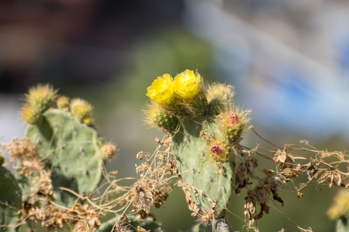 Opuntia velutina, photograph 1
