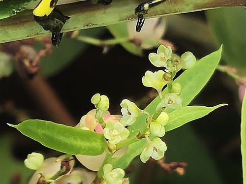 Image of Muehlenbeckia sagittifolia by (c) Eduardo Luis Beltrocco, some rights reserved (CC BY)