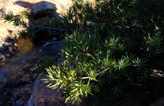Podocarpus elongatus