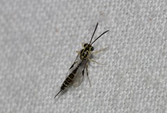 Brachycyrtus