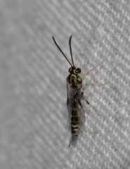 Brachycyrtus