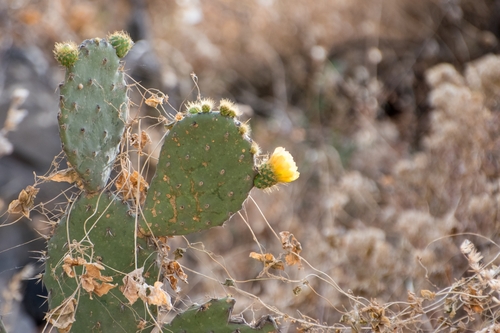Opuntia velutina