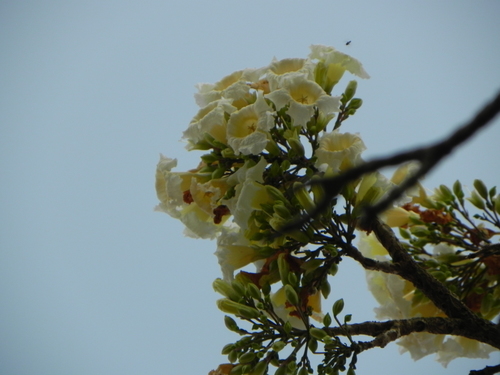 Image of Radermachera Xylocarpa (Radermachera xylocarpa) by no rights reserved