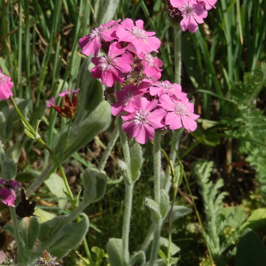 Flower of Jove