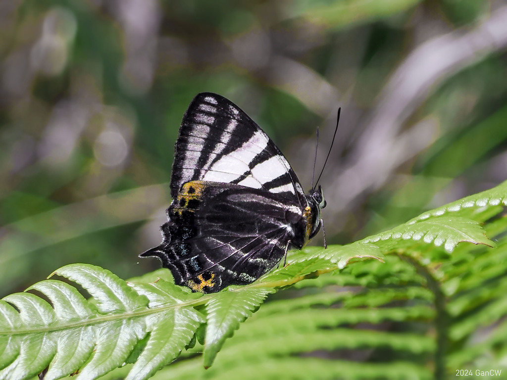 Symbrenthia websteri