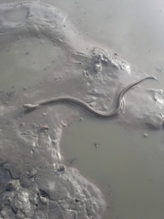 Nerodia clarkii clarkii