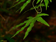 Lygodium circinnatum