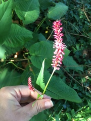 Bistorta amplexicaulis