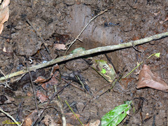 Elephas maximus borneensis