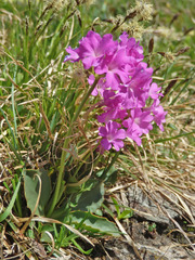Primula pedemontana
