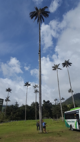 Ceroxylon quindiuense