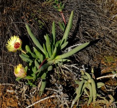 Cephalophyllum tricolorum