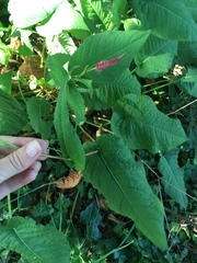 Bistorta amplexicaulis