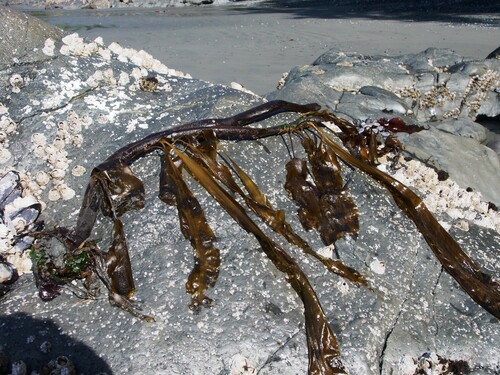 Photo of Winged Kelp (Pterygophora californica)