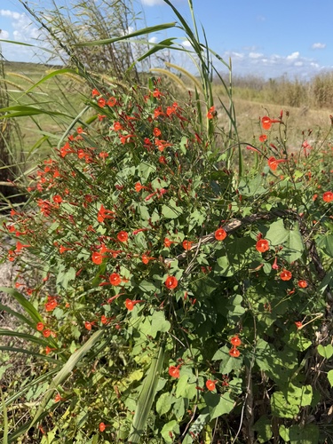 scarlet creeper