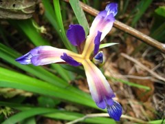 Iris graminea