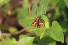Oriens goloides