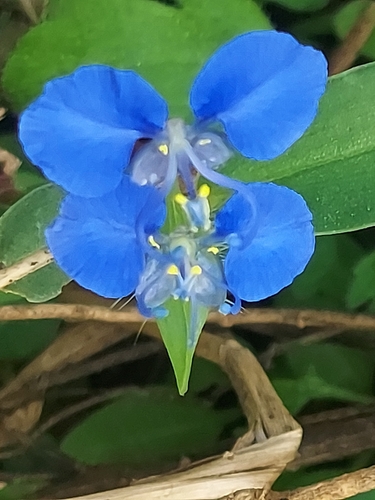 Image of Commelina forskaolii by (c) Raja Sekhar Chimirala, some rights reserved (CC BY)