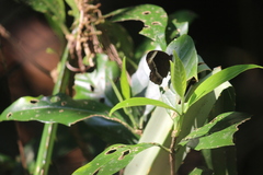 Mycalesis anaxias
