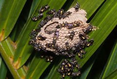 Polybia occidentalis bohemani