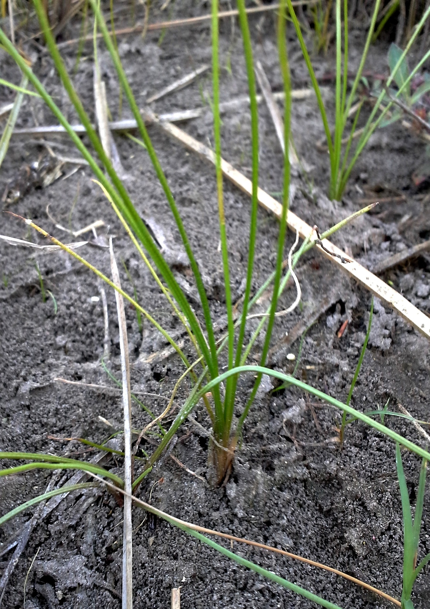 Isoetes texana