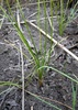 Texas Quillwort - Photo (c) Eric Keith, some rights reserved (CC BY-NC), uploaded by Eric Keith