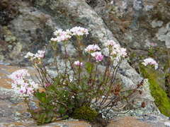 Veronica lavaudiana
