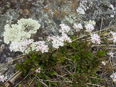 Veronica lavaudiana