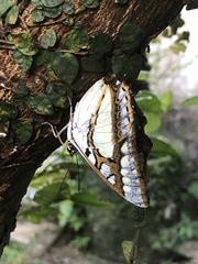 Polyura weismanni